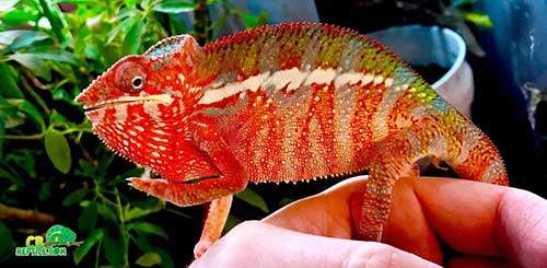 ambilobe panther chameleon