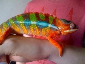 ambilobe panther chameleons for sale