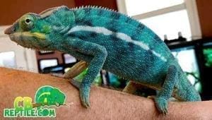 baby chameleon for sale