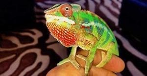 baby chameleons for sale