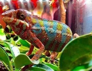 baby panther chameleon