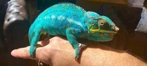 best panther chameleon breeder