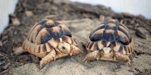 Egyptian tortoise care