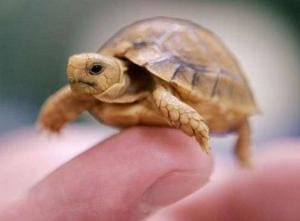 baby egyptian tortoise