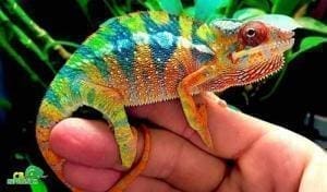 panther chameleon for sale