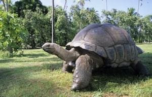 Aldabra giant tortoise