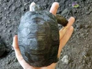 Aldabra tortoises