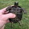 aldabra giant tortoise for sale