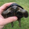 aldabra giant tortoises for sale