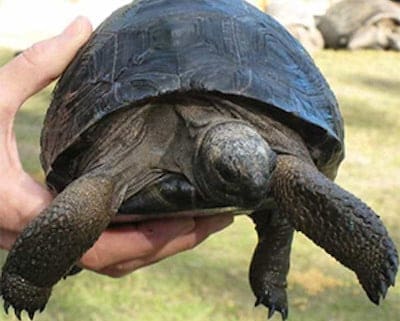 aldabra tortoise breeders