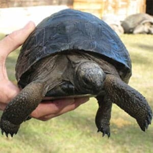 baby Aldabra tortoise for sale