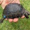 baby aldabra giant tortoise