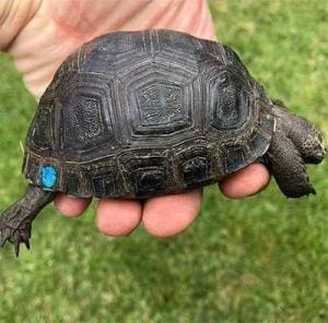 baby aldabra giant tortoise