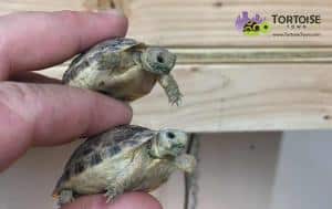 baby Egyptian tortoise care