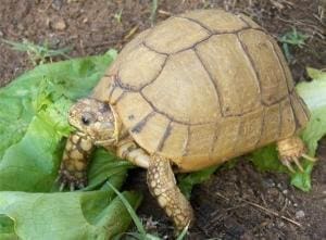 baby Egyptian tortoise care