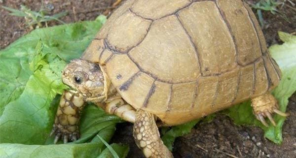 baby Egyptian tortoise care