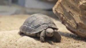 baby galapagos tortoise for sale