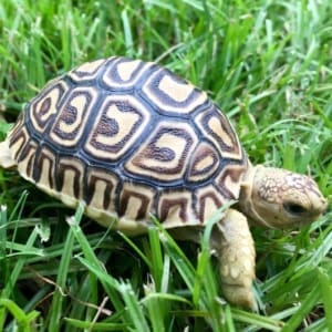 baby leopard tortoise care