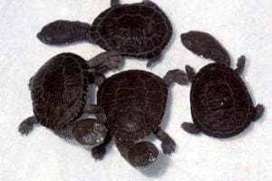 baby snake neck turtle for sale