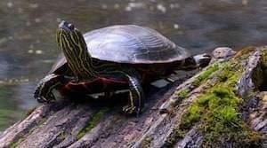 baby western painted turtle