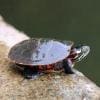 eastern painted turtle