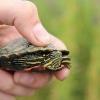 eastern painted turtle for sale