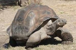 galapagos tortoise