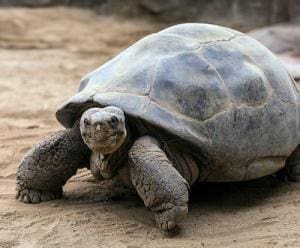 galapagos tortoise breeder