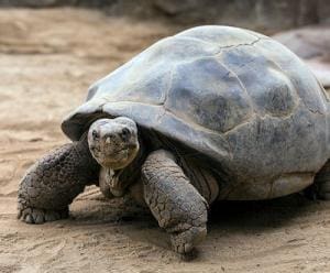 galapagos tortoise breeder