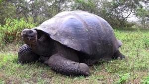 galapagos tortoise breeders