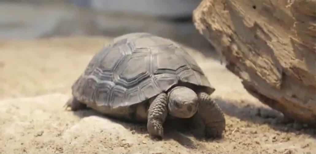 Galapagos tortoise for sale baby galapagos tortoises for sale online