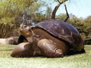 galapagos tortoise breeders