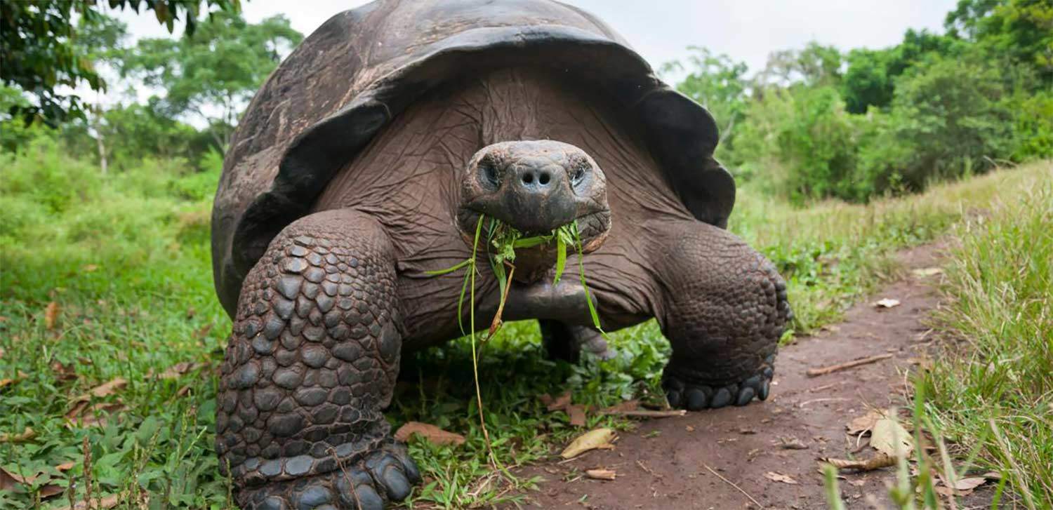 how big is the galapagos tortoise