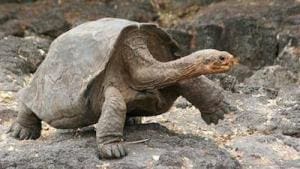 galapagos tortoises