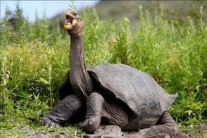 galapagos tortoises for sale