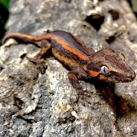 gargoyle gecko for sale