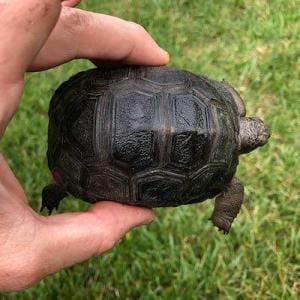 giant Aldabra tortoise