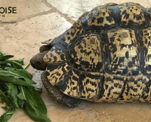 giant leopard tortoise for sale