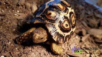 giant south african leopard tortoise