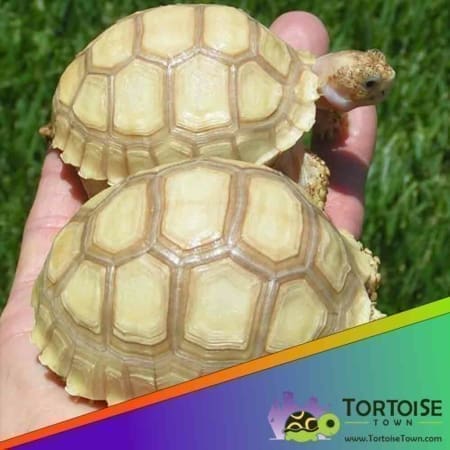 Ivory Sulcata tortoise for sale