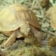 ivory sulcata tortoise for sale