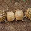 ivory Sulcata tortoise