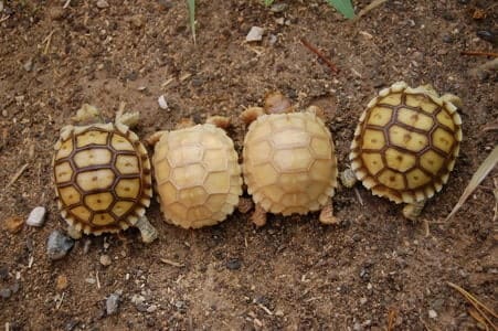 ivory Sulcata tortoise