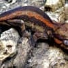 orange stripe gargoyle gecko