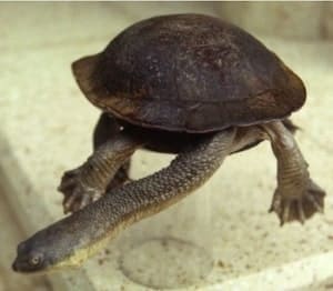 snake necked turtles for sale