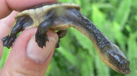 snake neck turtle for sale