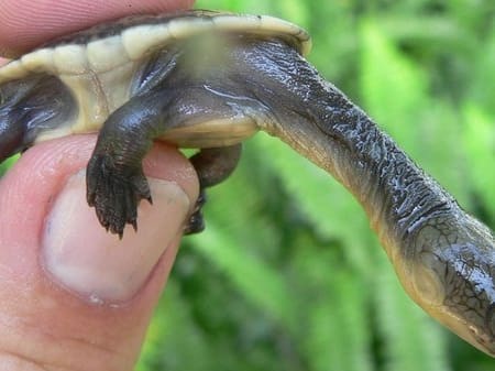 snake neck turtle for sale