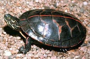 southern painted turtle for sale