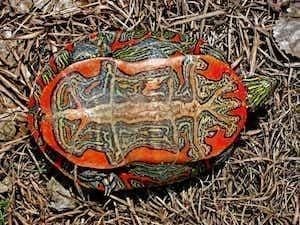 western painted turtle