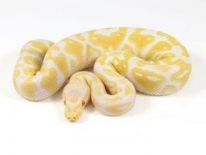 baby ball python